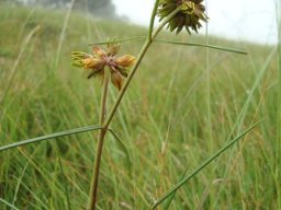 Periglossum angustifolium leaves